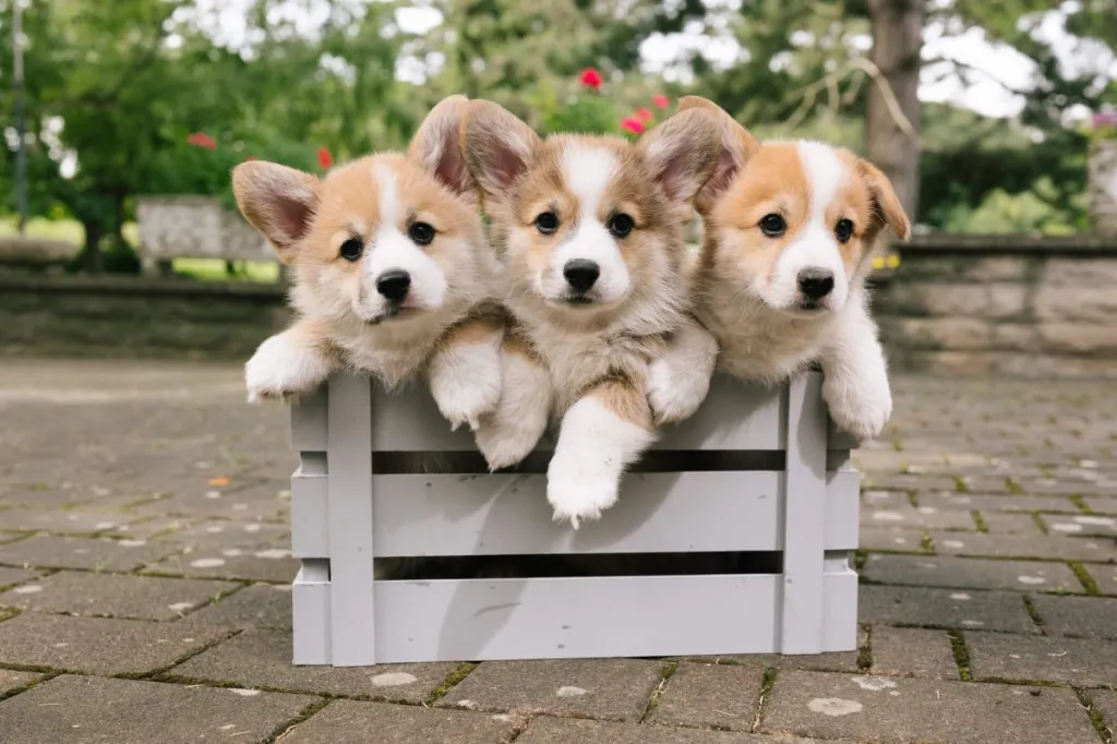 Little Dogs in Front of a Christmas Tree